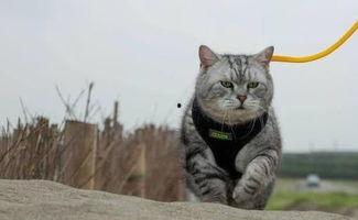 猫咪再见娱乐吃瓜酱